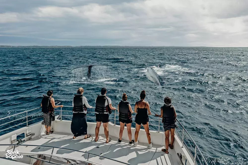 Whale Watching